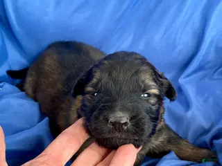 German Shepherd dogs German Shepherd Puppy 2 - Ad 30