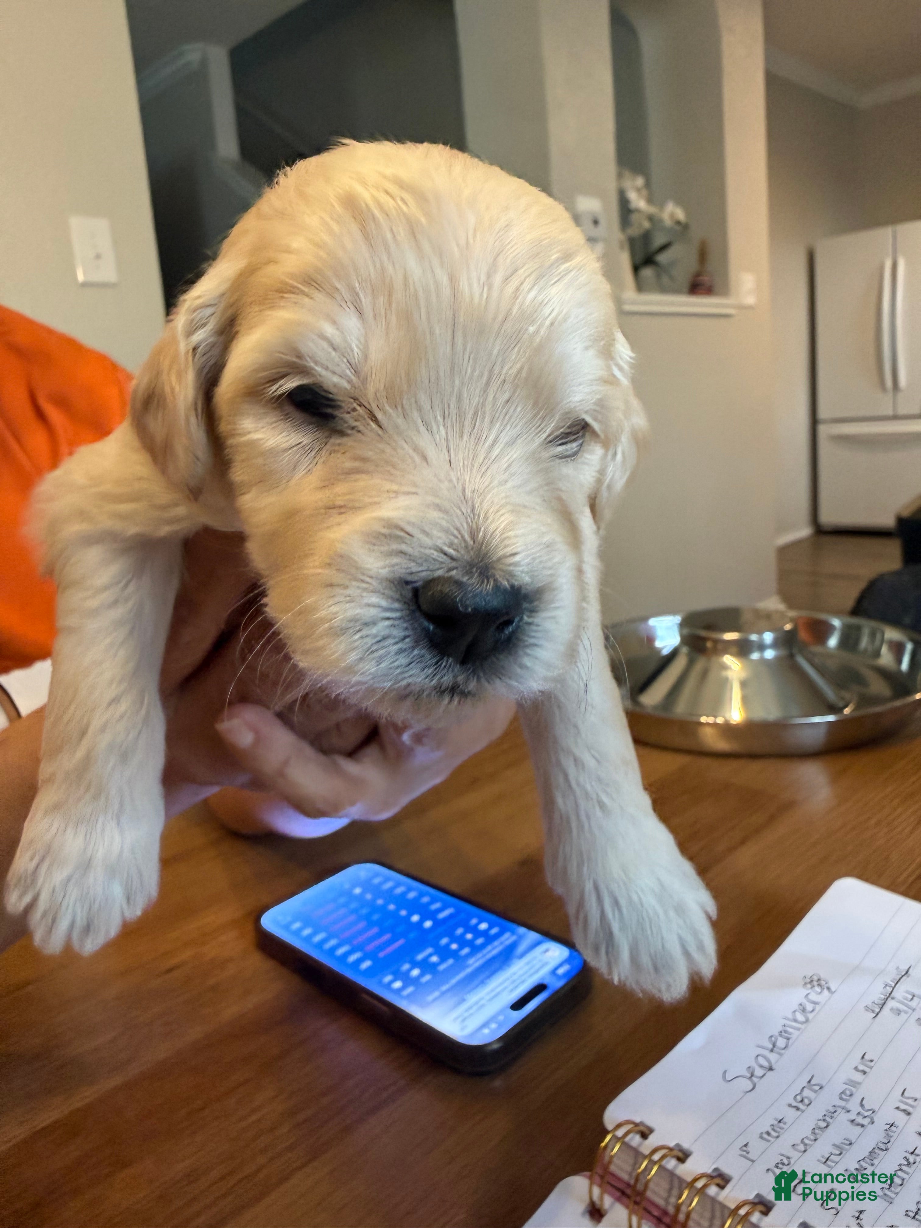 Mini Goldendoodle dogs Louis - Ad 24
