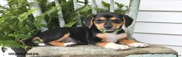 Beagle dogs for sale: Rayna - Ad 5