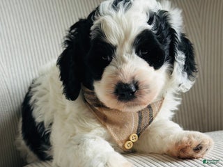 Bernedoodle dogs Bernedoodle Puppy 1 - Ad 16