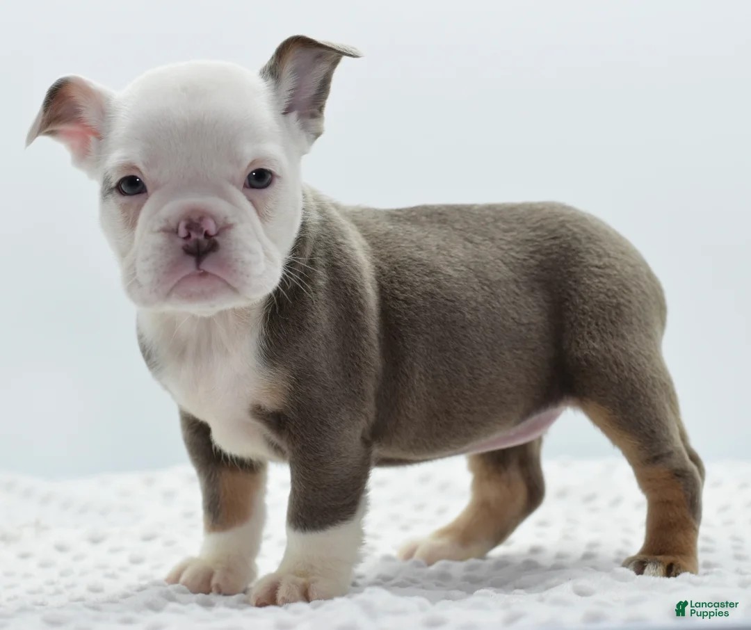 Mixed Breed dogs for sale: Lily tricolor hybrid  - Ad 13