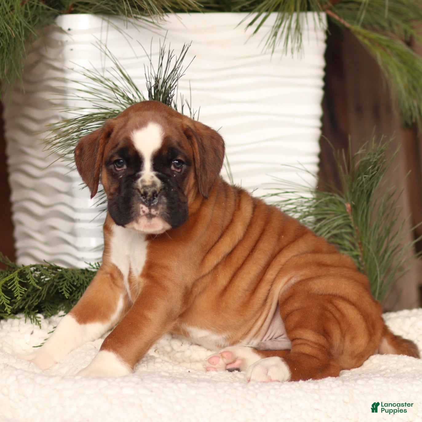 Boxer dogs Ace - Ad 33