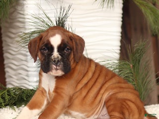 Boxer dogs Ace - Ad 33