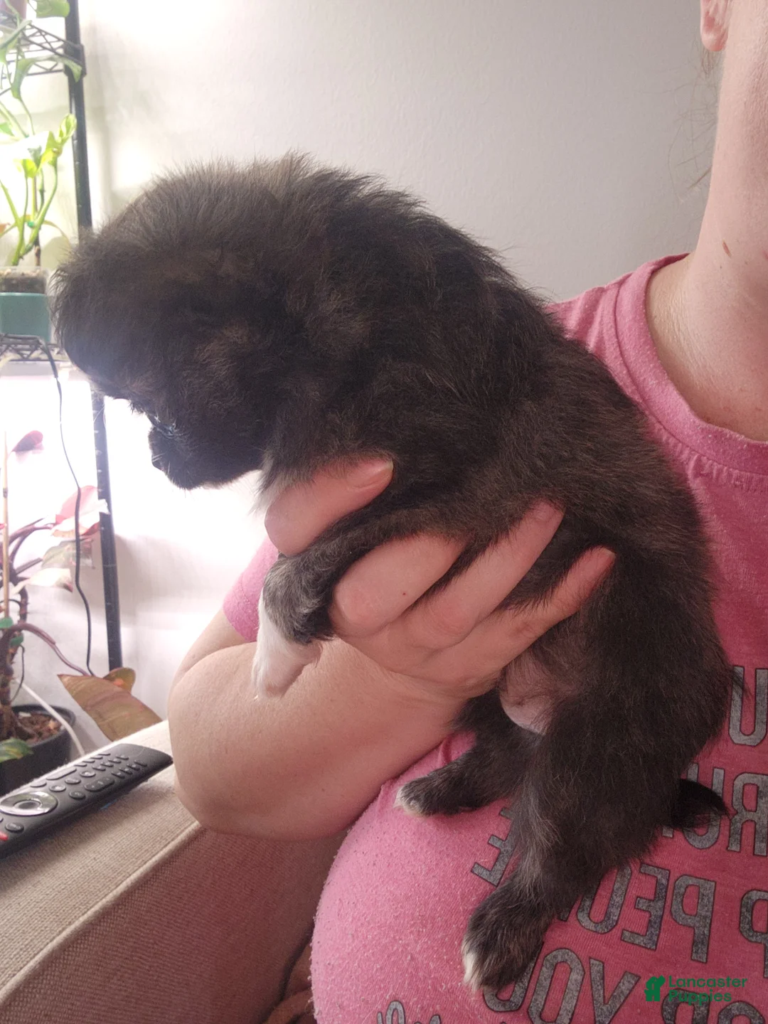 Chihuahua dogs for sale: Monkey  - Ad 2
