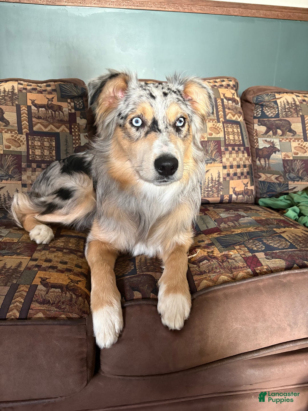 Australian Shepherd dogs for sale: Lucy.  - Ad 6