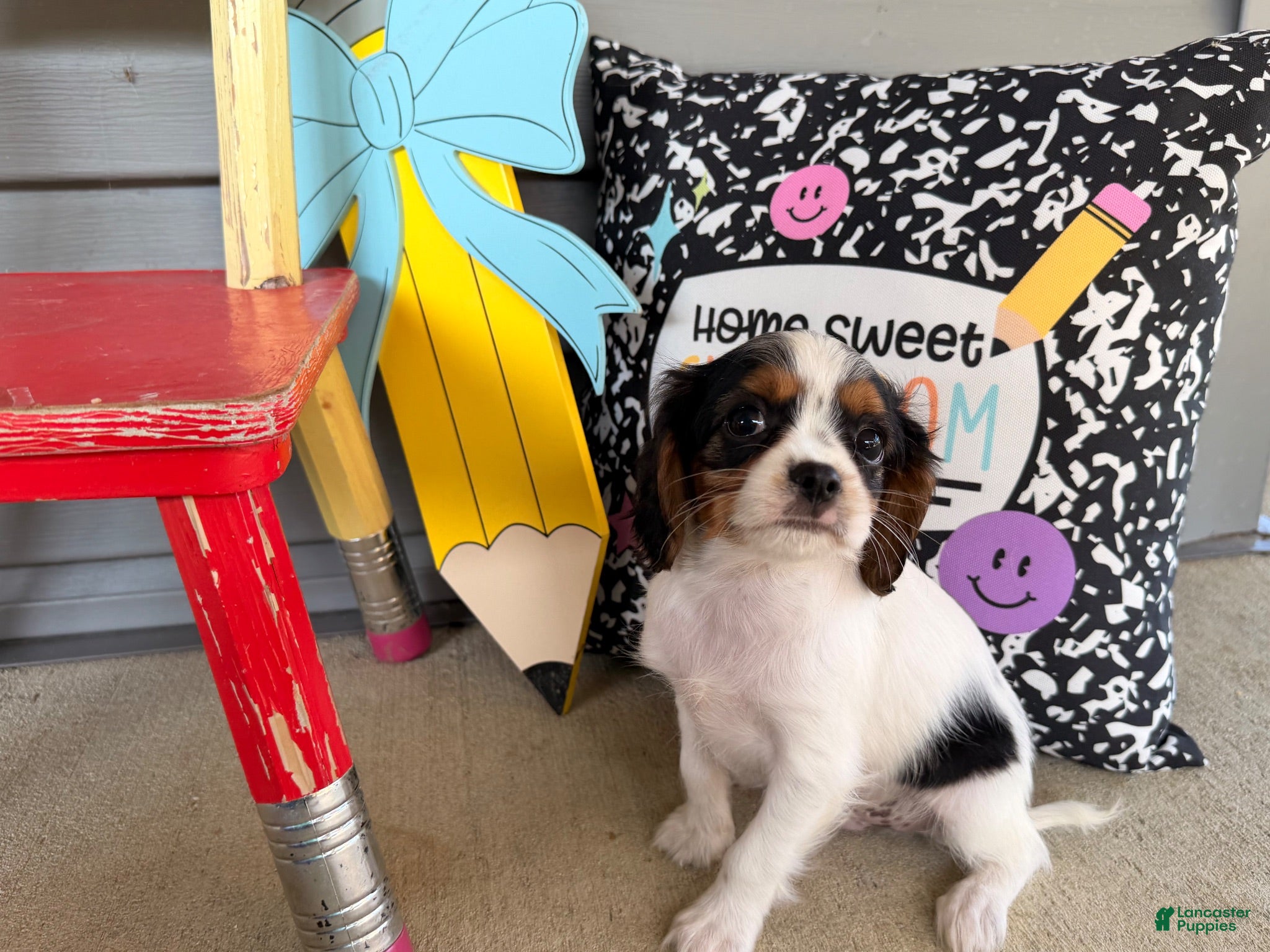 Cavalier King Charles Spaniel dogs Scamper - Ad 2
