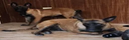 Belgian Malinois dogs for sale: Belgian Malinois 2 - Ad 4