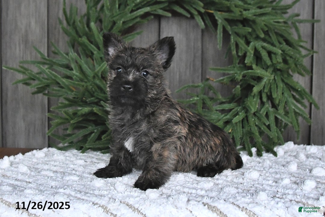 Cairn Terrier dogs for sale: Nicholas - Ad 1