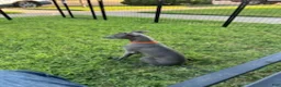 Italian Greyhound dogs for sale: Axel - Ad 8