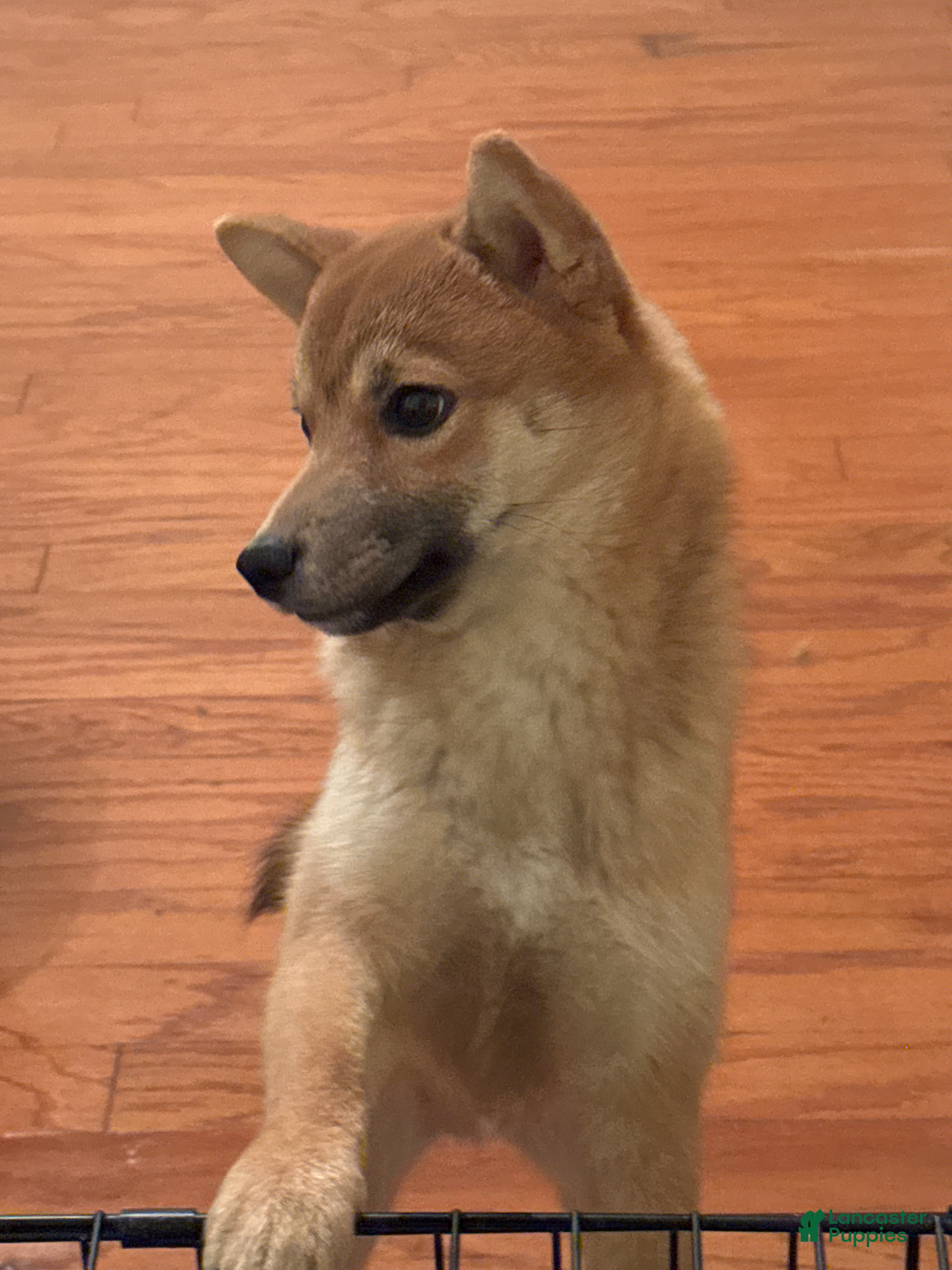 Shiba Inu dogs Shiba Inu Puppy 2 - Ad 1
