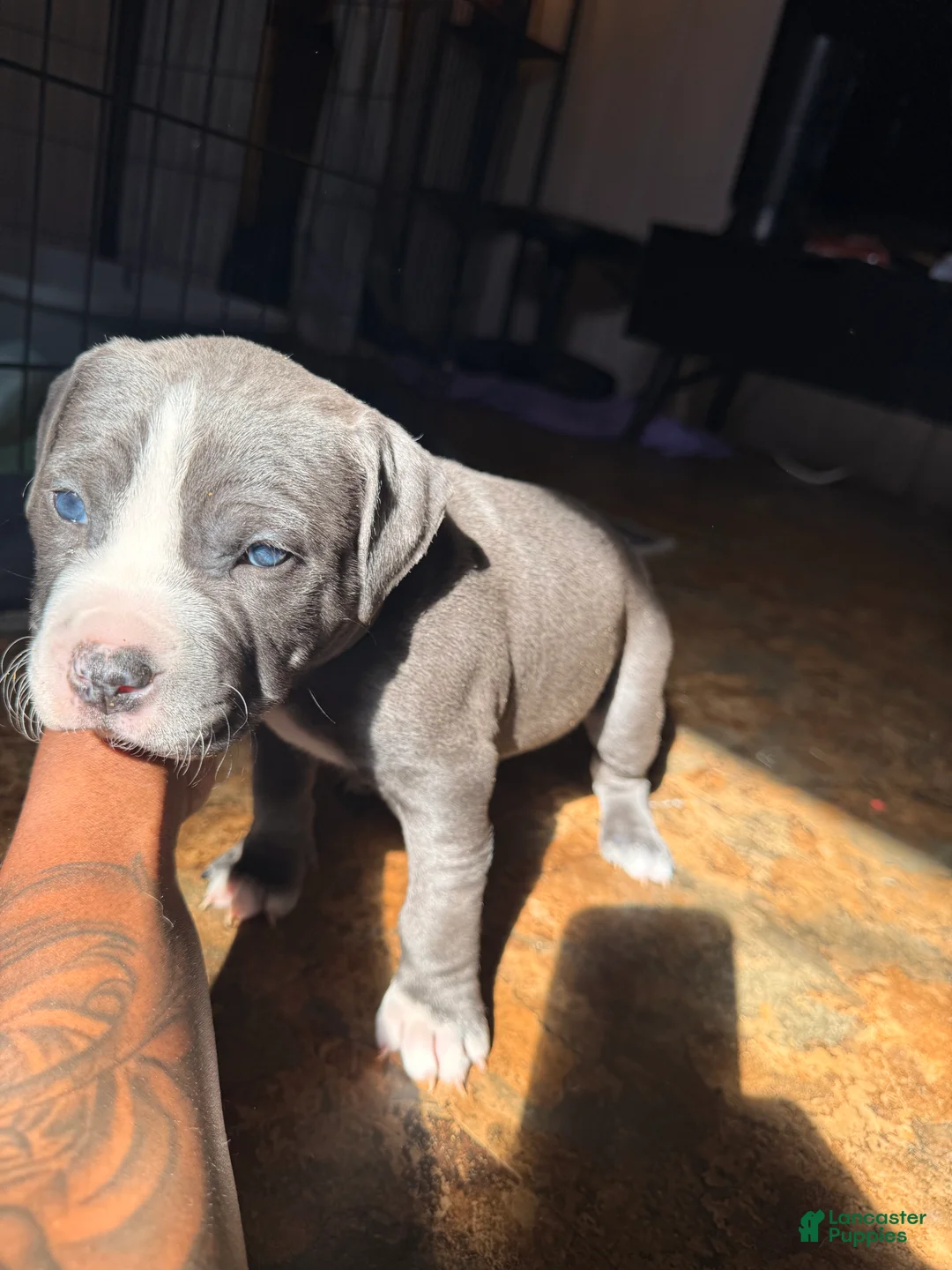 Mixed Breed dogs for sale: Magic - Ad 1