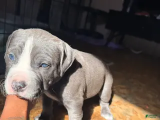 Mixed Breed dogs Magic - Ad 18