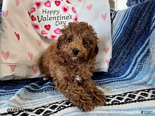 Maltipoo dogs Tulip - Ad 40