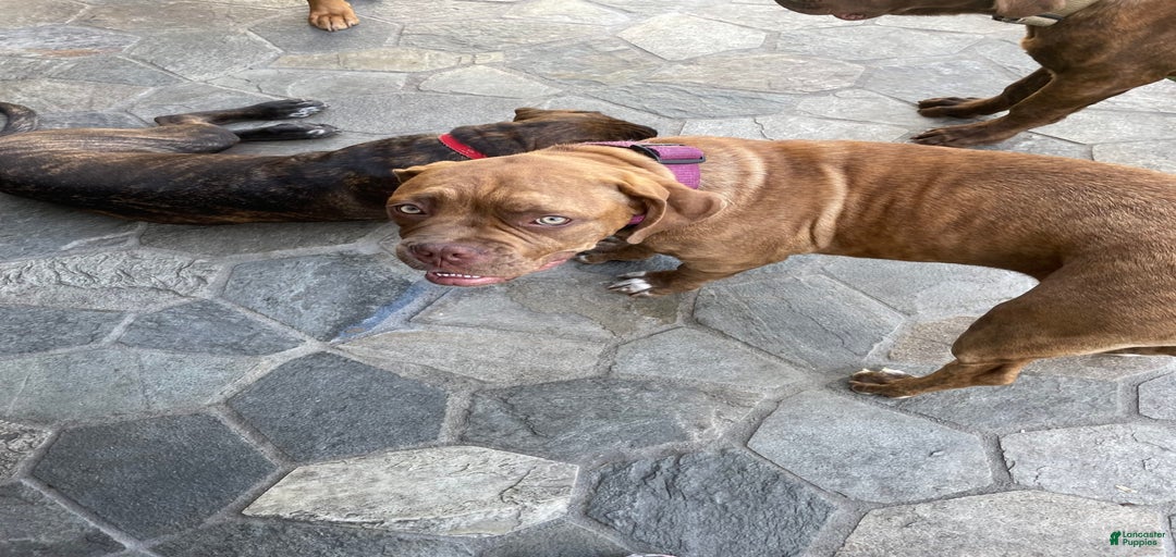 Gallery Image {{count}}