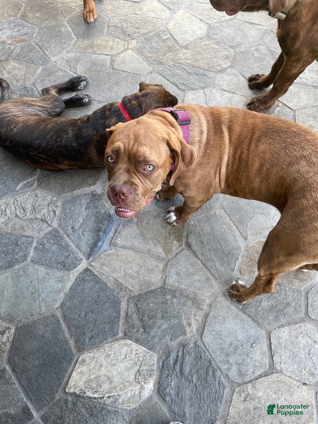 Gallery Image {{count}}