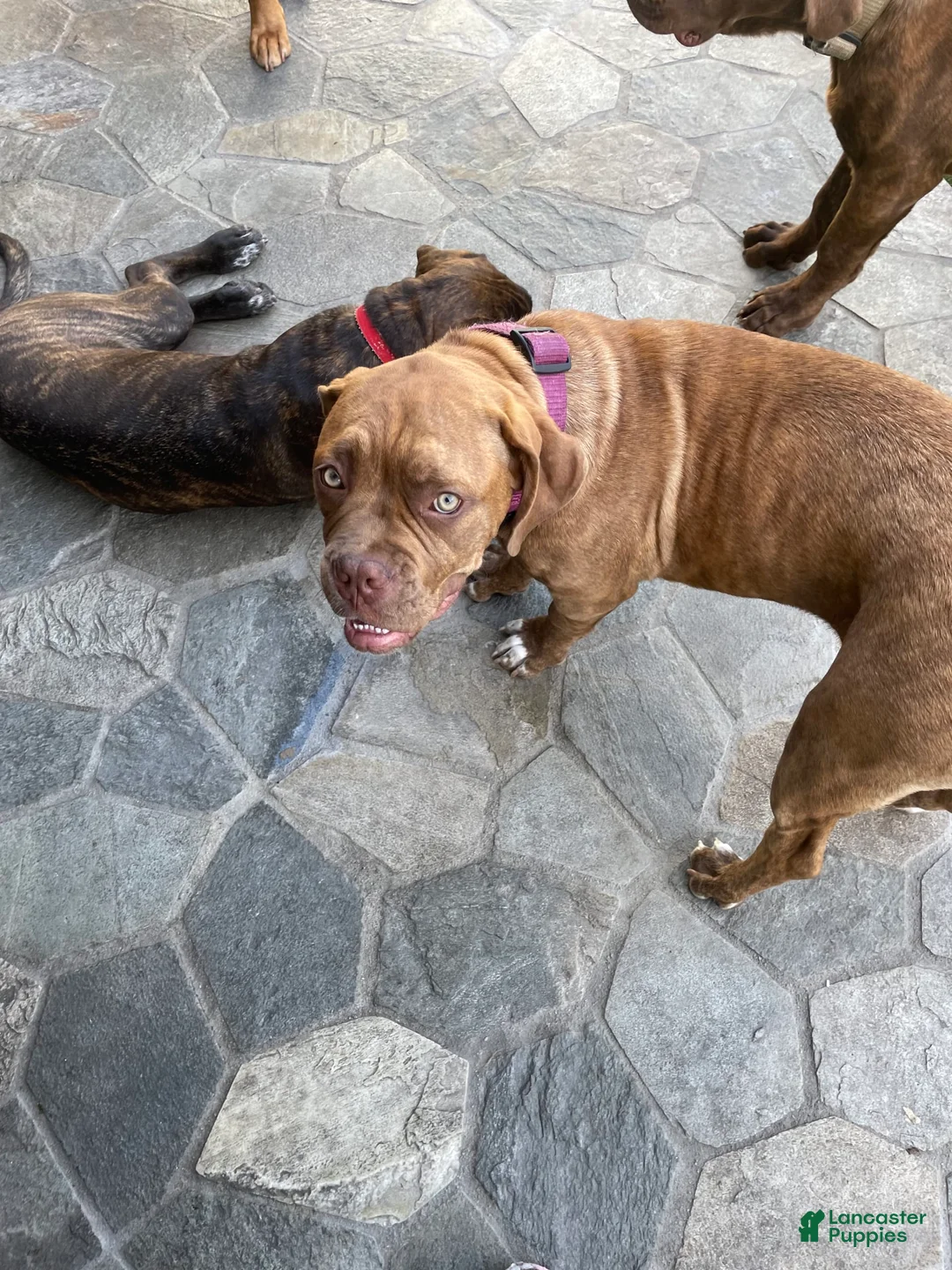 Gallery Image {{count}}