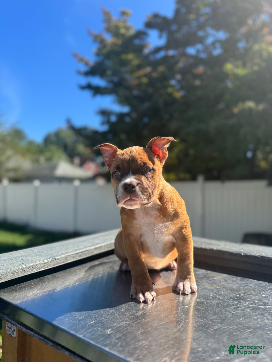 American Bully dogs for sale: Chocolate fawn sable Merle - Ad 1
