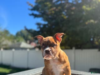 American Bully dogs Chocolate fawn sable Merle - Ad 9