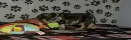 French Bulldog dogs for sale: French Bulldog 1 - Ad 3