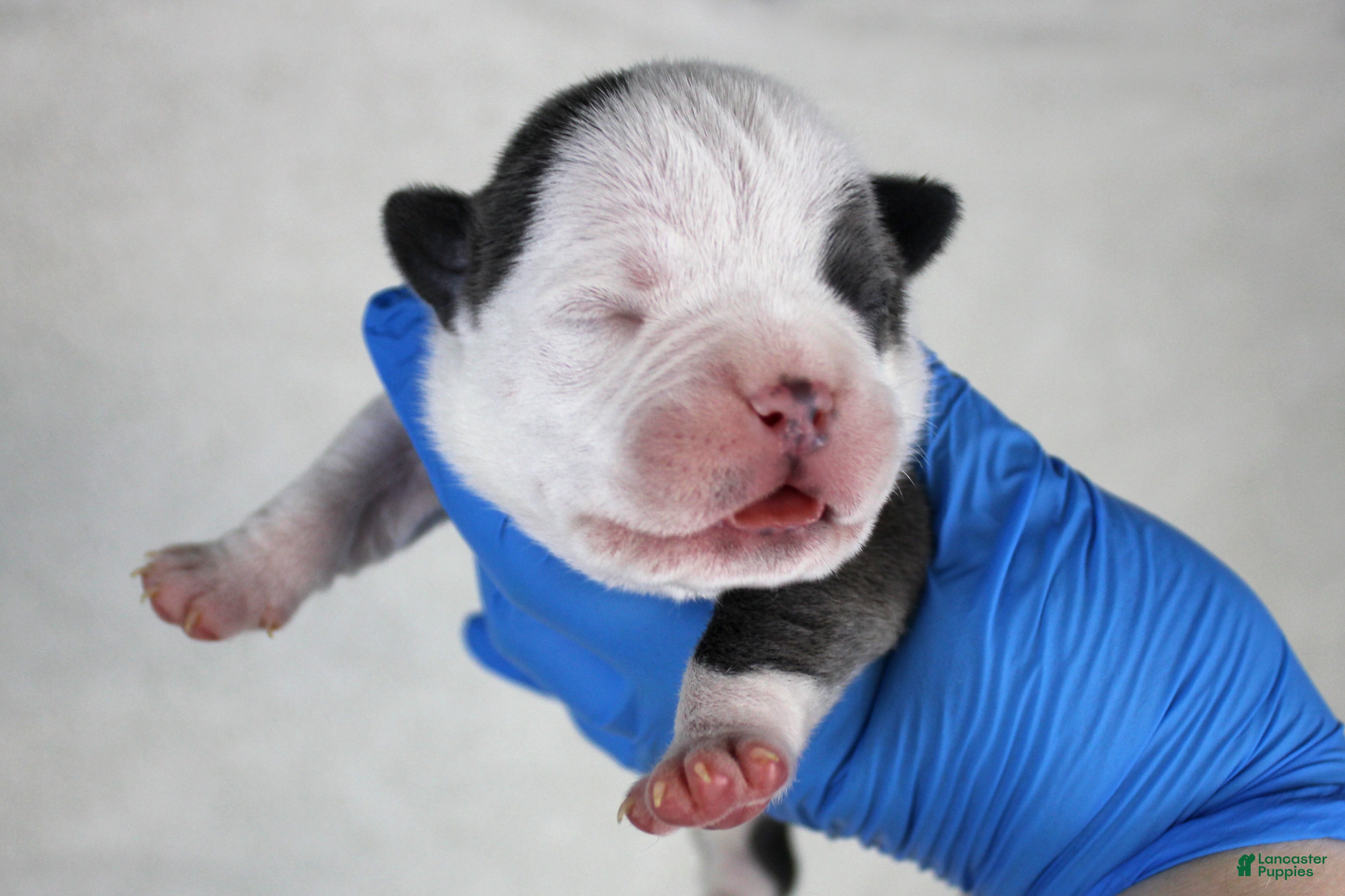 American Bully dogs White/Blue Male - Ad 28