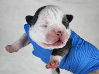 American Bully dogs White/Blue Male - Ad 28