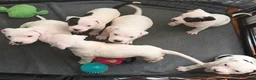 Mixed Breed dogs for sale: HONEY - Ad 2