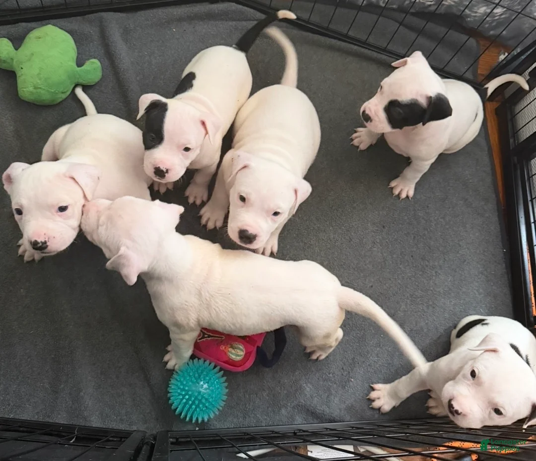 Mixed Breed dogs for sale: HONEY - Ad 2