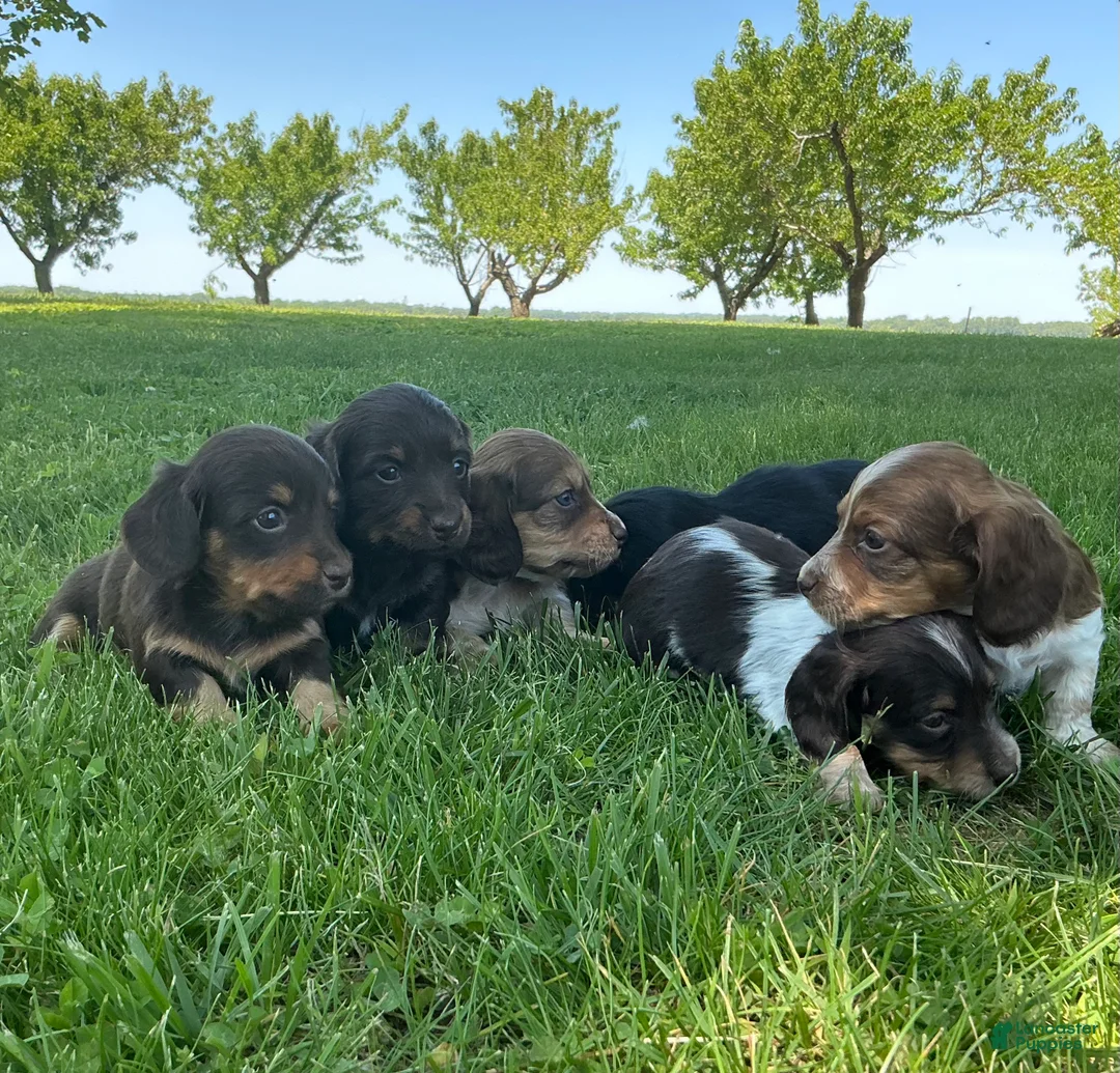 Miniature Dachshund dogs for sale: Hazel-Beautiful Chocolate & Tan Long-Haired Female-Parents Embark tested - Ad 2