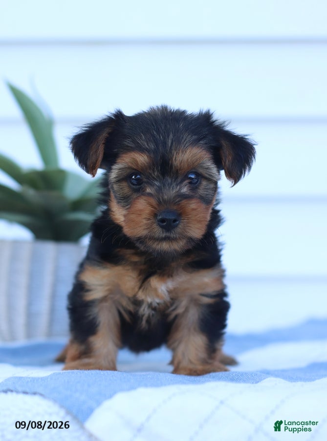 Yorkshire Terrier dogs Snickers - Ad 1