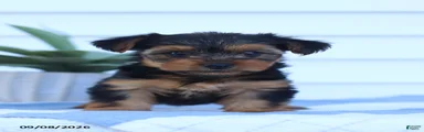 Snickers