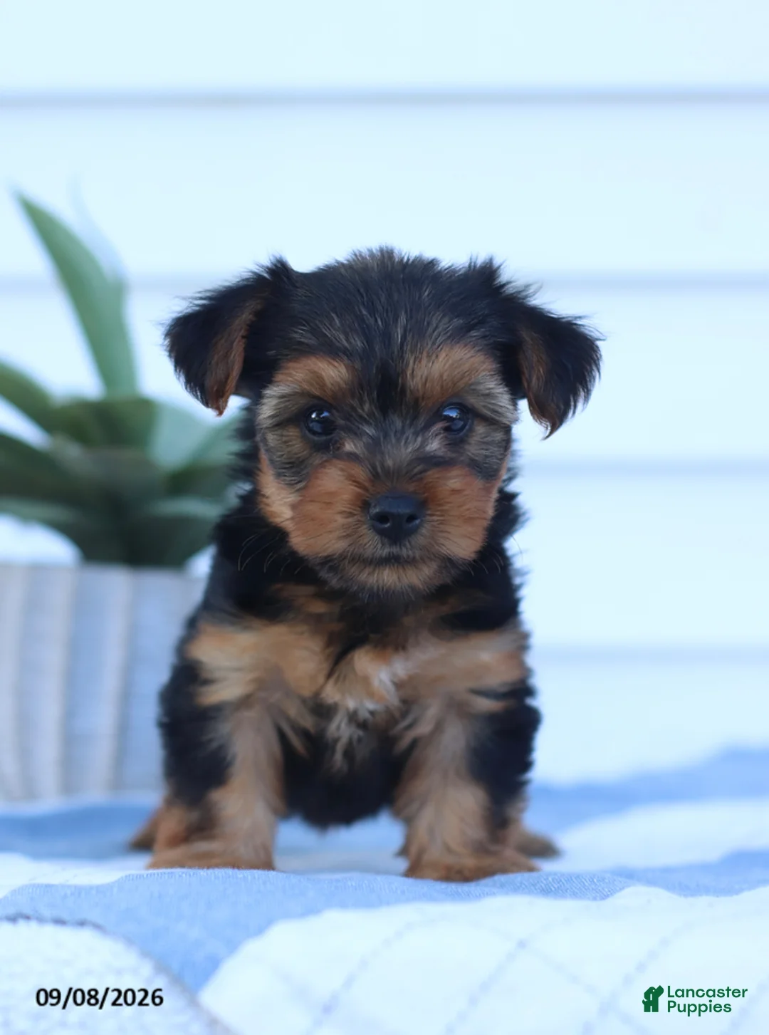 Yorkshire Terrier dogs for sale: Snickers - Ad 1