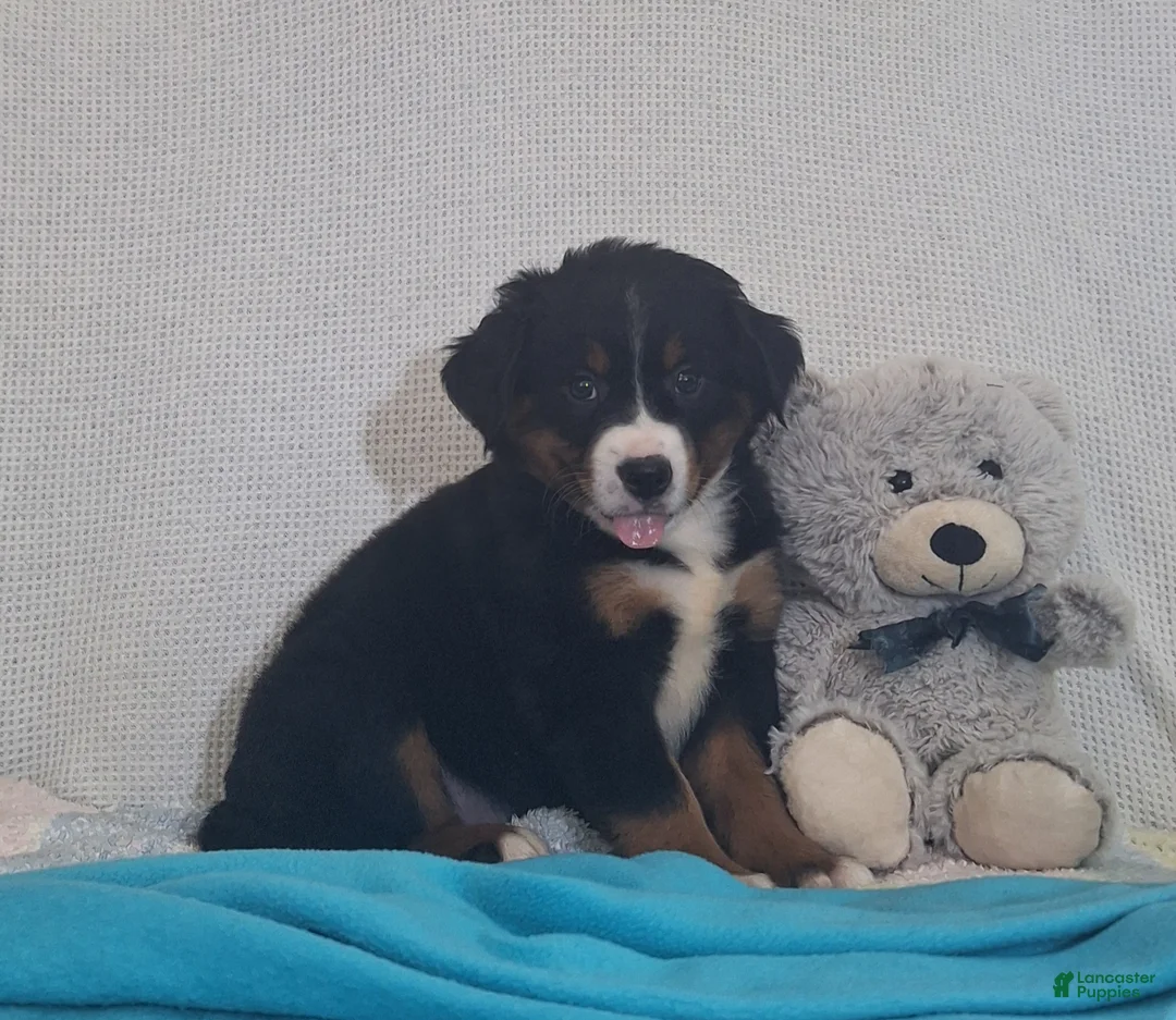 Mixed Breed dogs for sale: Nora - Ad 2