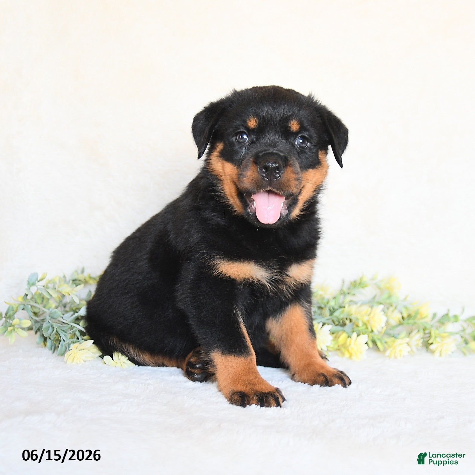Rottweiler dogs Abby - Ad 2