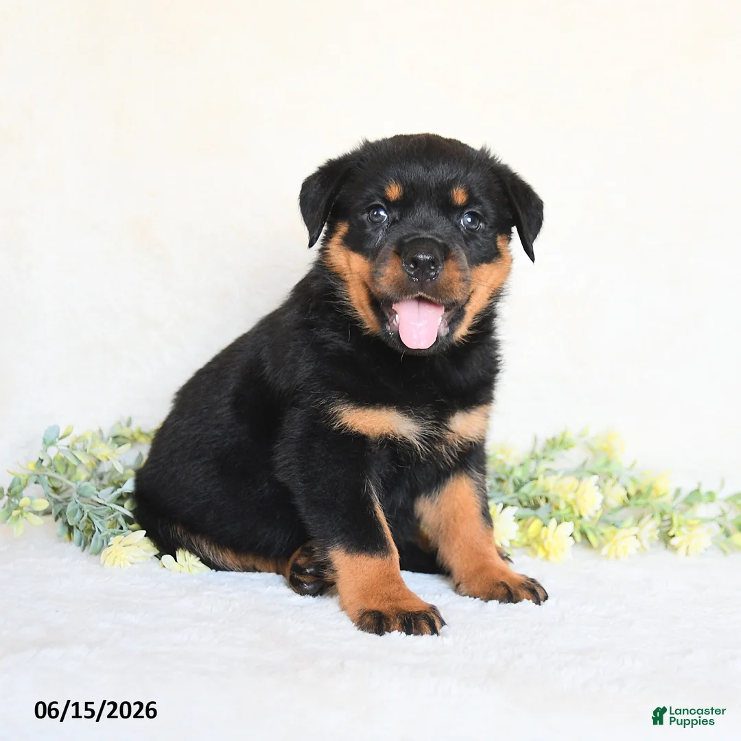 Rottweiler dogs for sale: Abby - Ad 2