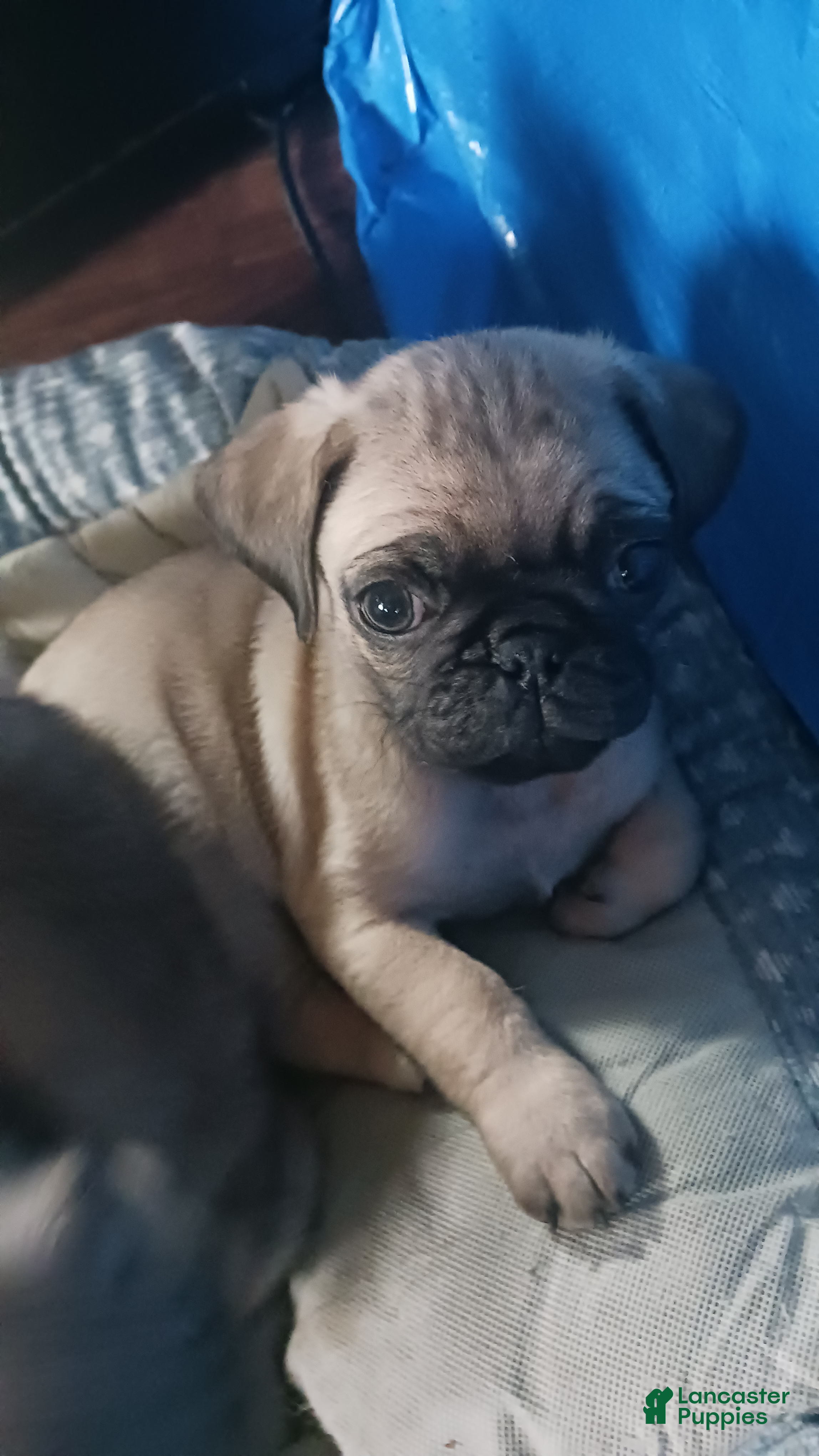 Pug dogs Pug Puppy 1 - Ad 31