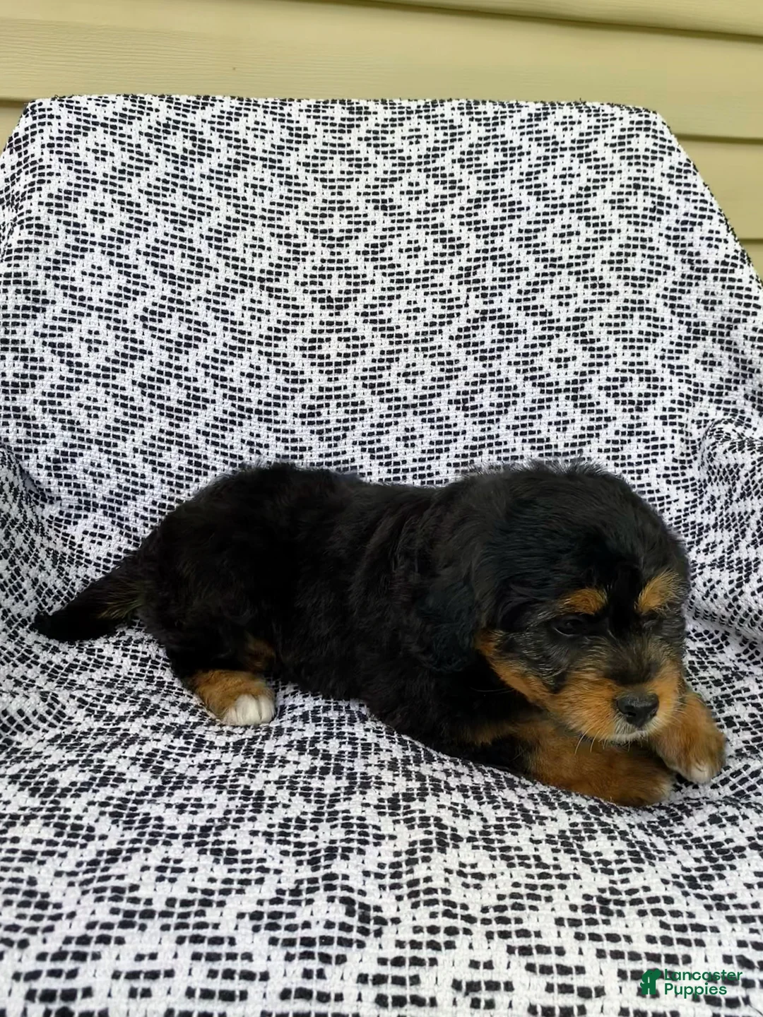 Mini Aussiedoodle dogs for sale: Tabby - Ad 2