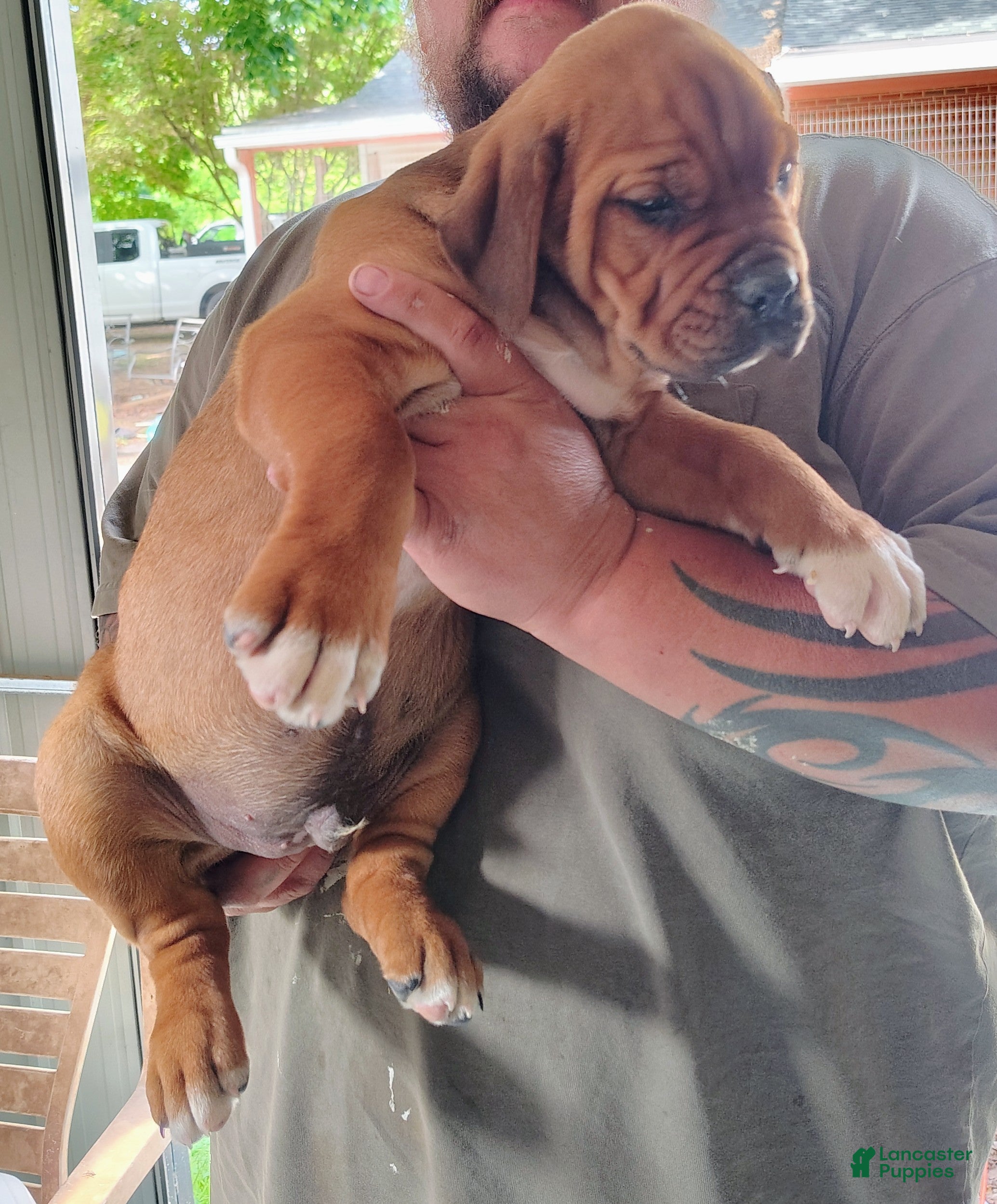 Mixed Breed dogs Mixed Breed Puppy 3 - Ad 2