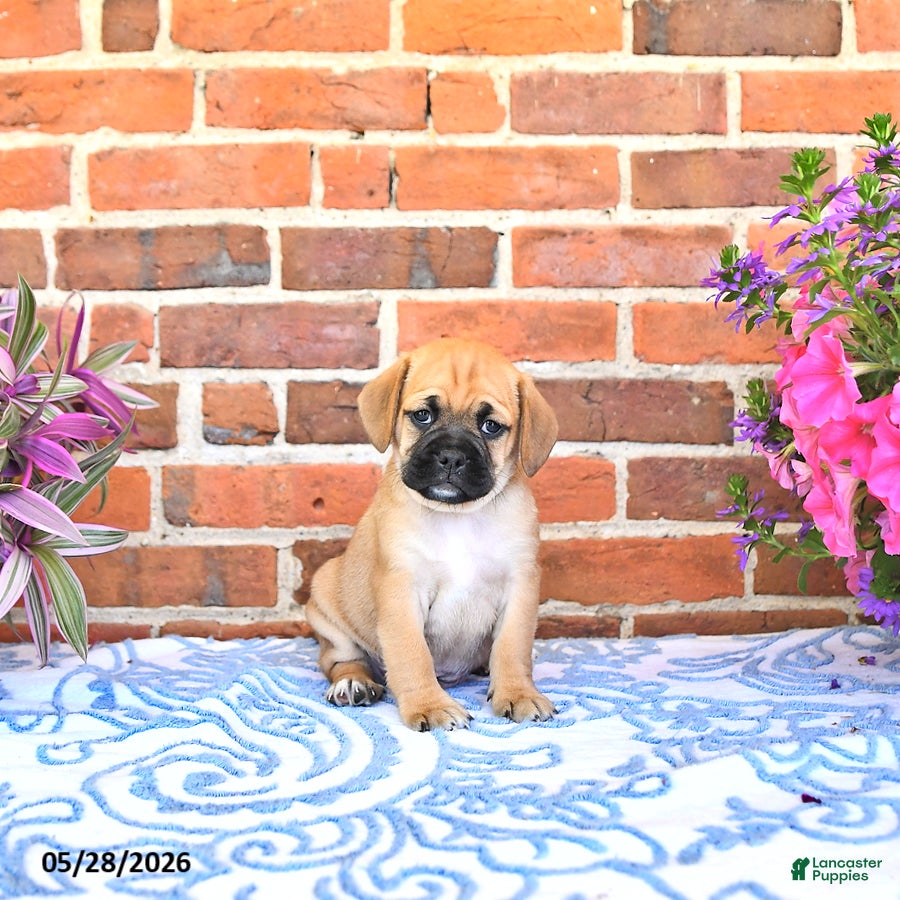 Puggle dogs Robbie - Ad 1