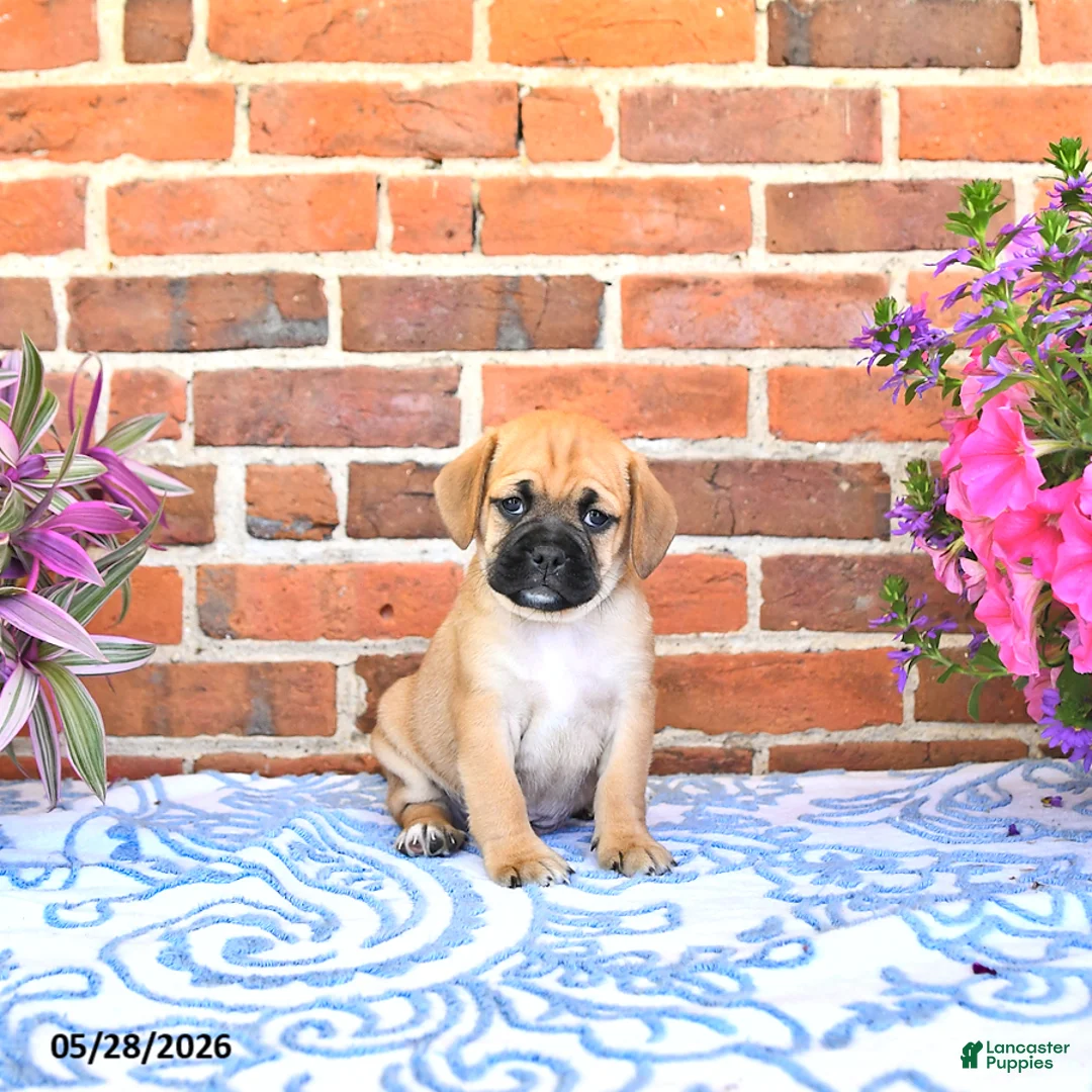 Puggle dogs for sale: Robbie - Ad 1