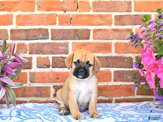 Puggle dogs for sale: Robbie - Ad 1