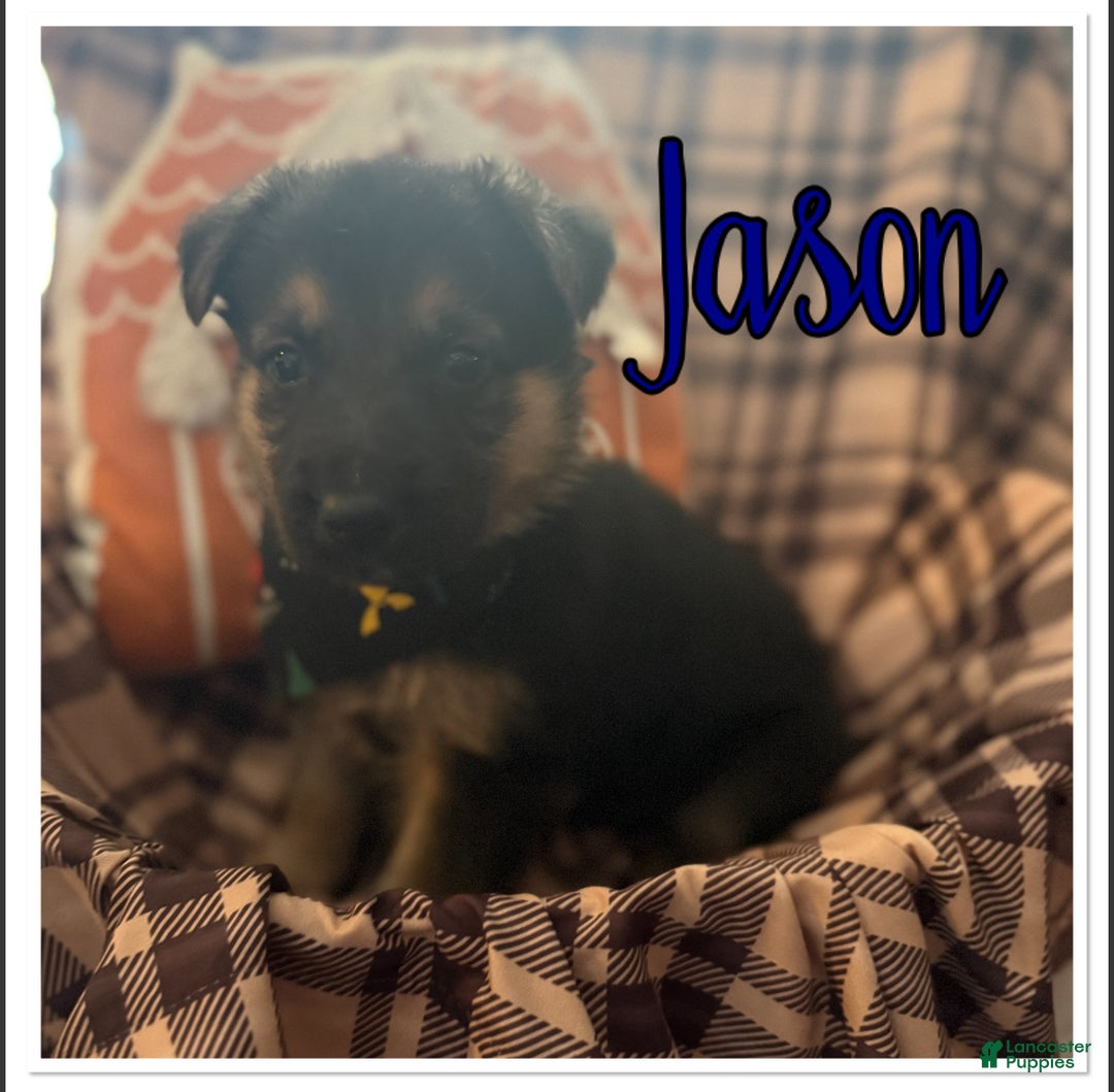 German Shepherd dogs for sale: German Shepherd Puppy 3 - Ad 1