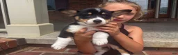 Welsh Corgi Pembroke dogs for sale: Ivy - Ad 1