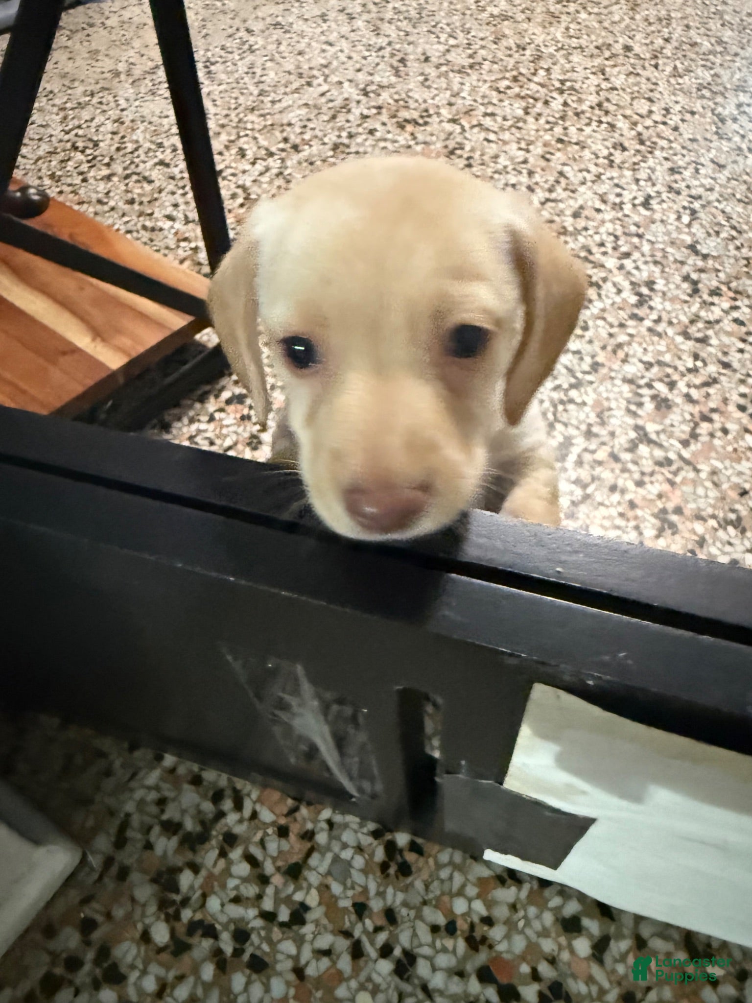 Mixed Breed dogs Tommy - Ad 2
