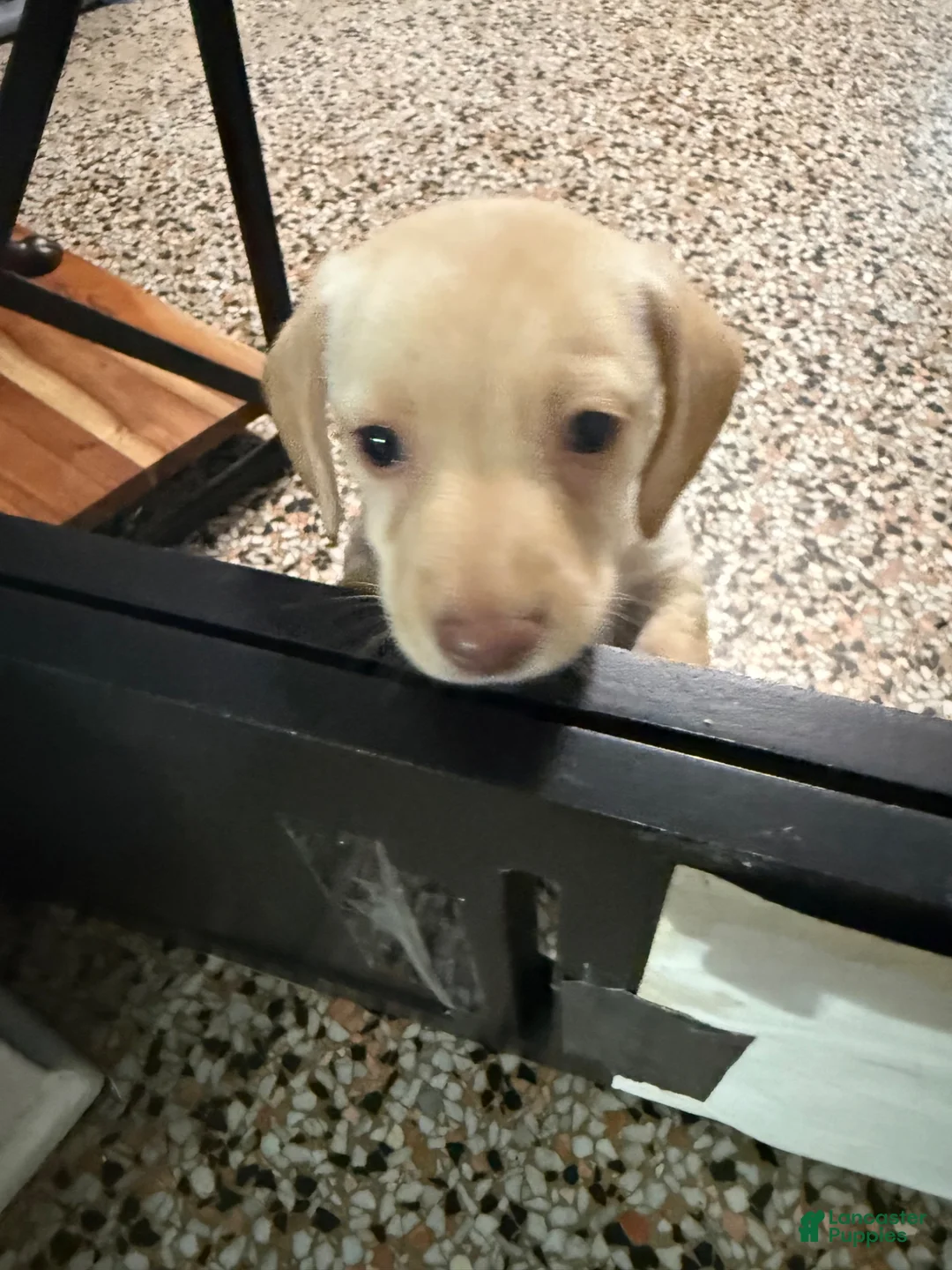 Mixed Breed dogs for sale: Tommy - Ad 2