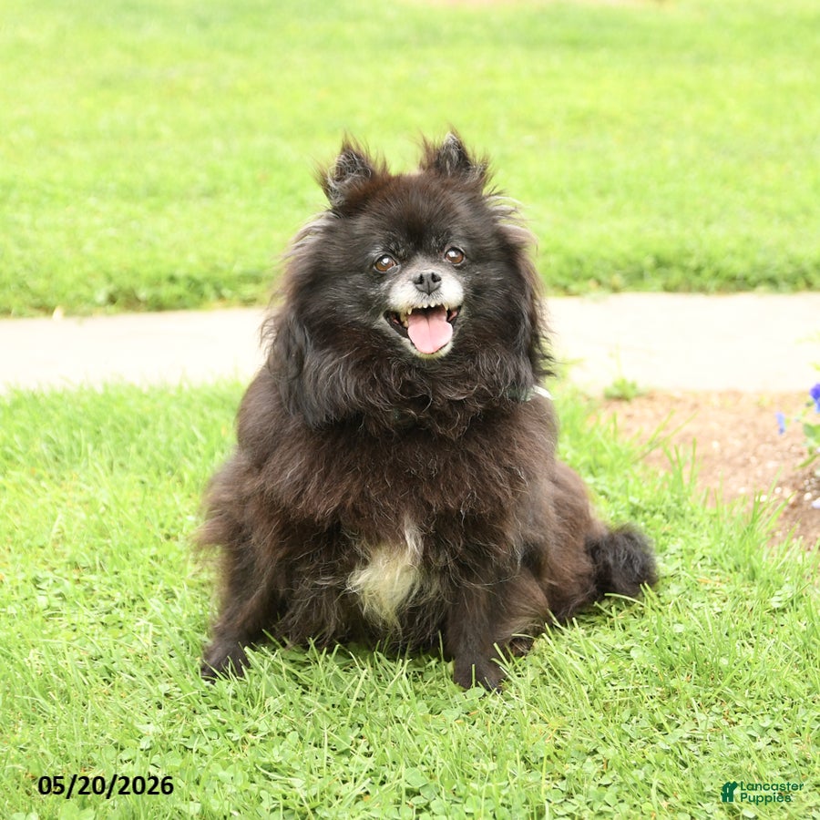 Pomeranian dogs Fluff  - Ad 1