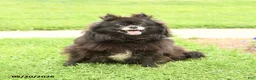 Pomeranian dogs for sale: Fluff  - Ad 1