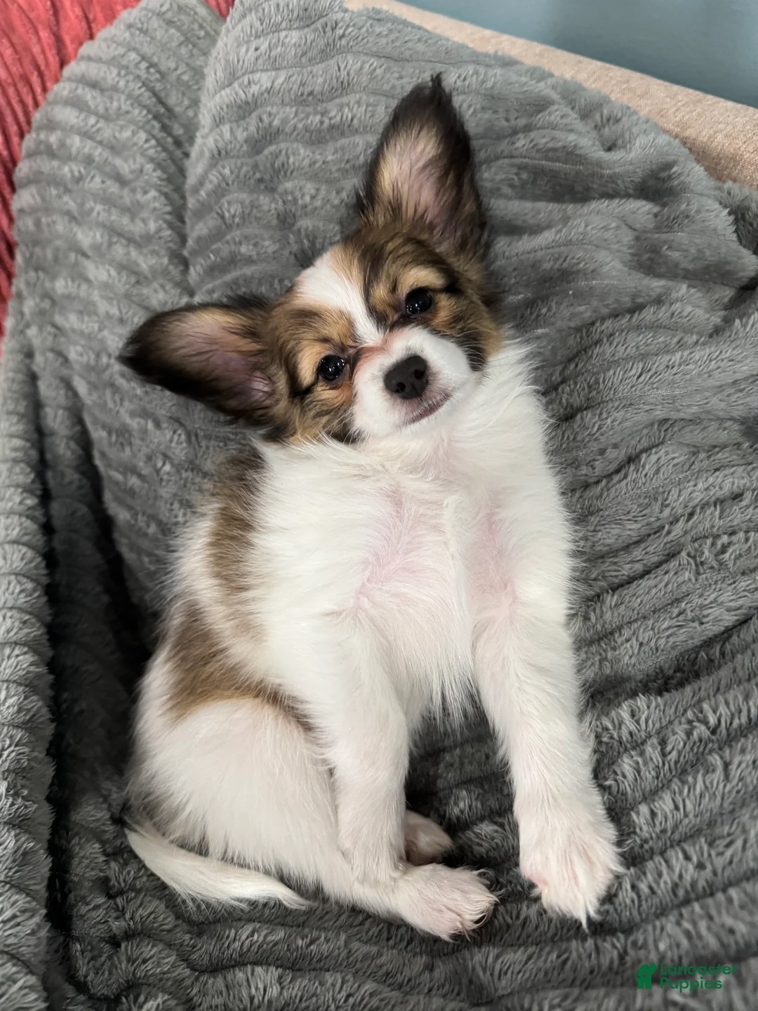 Papillon dogs for sale: Ember - Ad 3