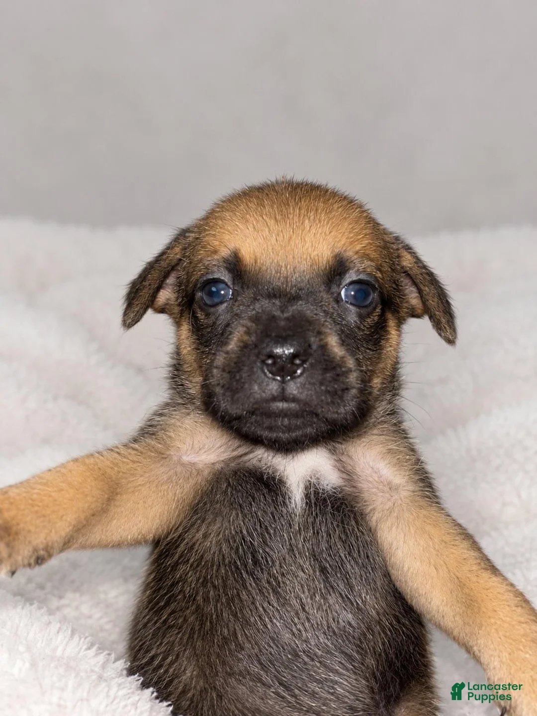 Mixed Breed dogs for sale: Mixed Breed 7 - Ad 1