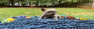 French Bulldog 4