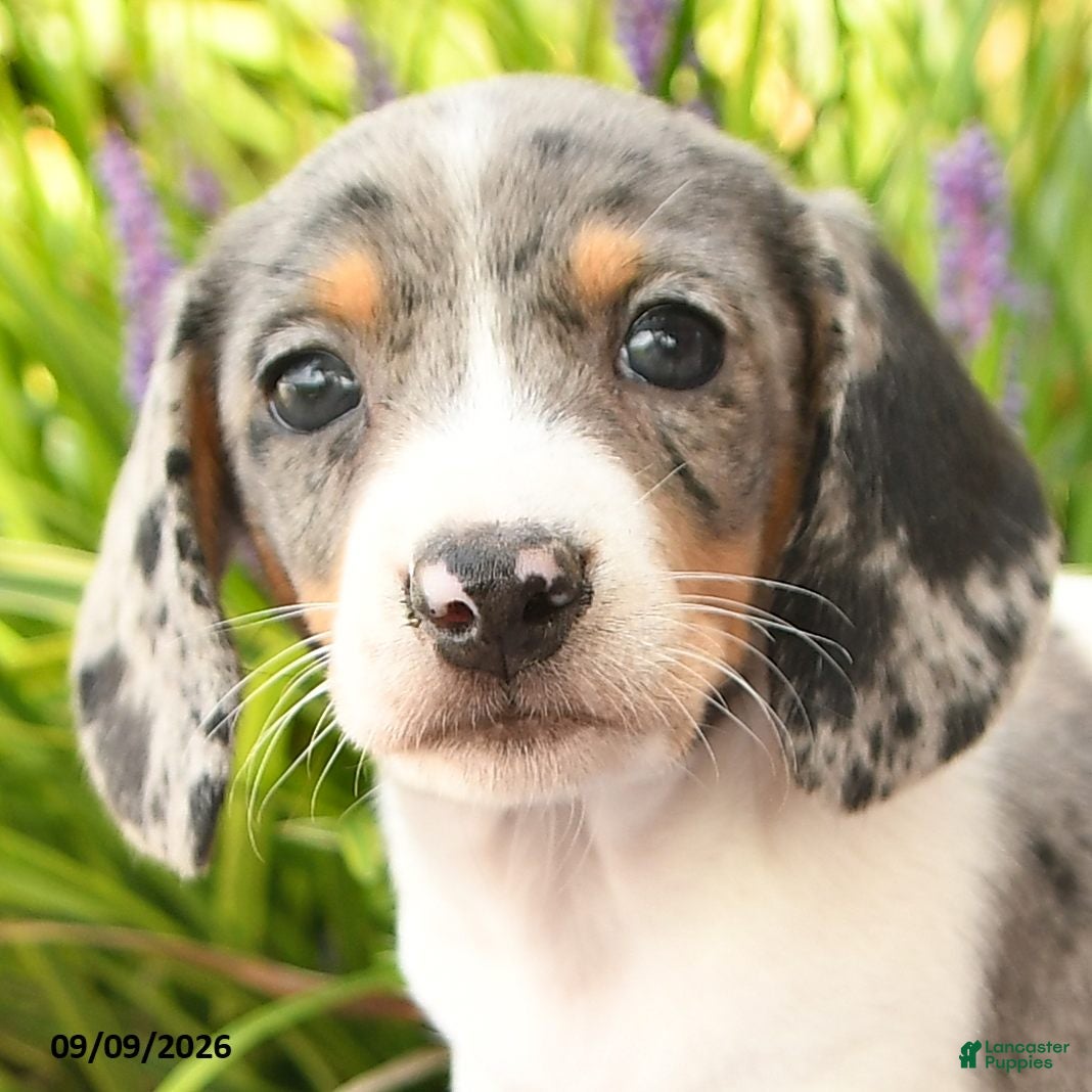 Miniature Dachshund dogs Obie - Ad 2